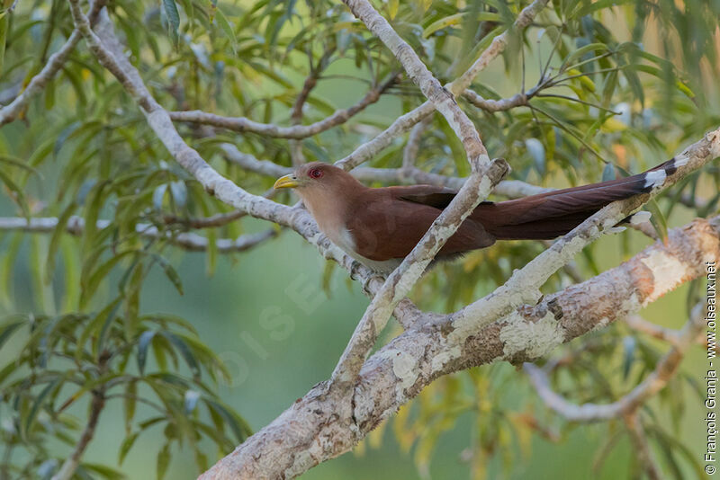 Squirrel Cuckoo