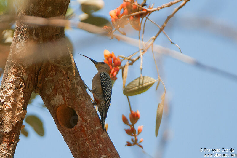 Red-crowned Woodpeckeradult