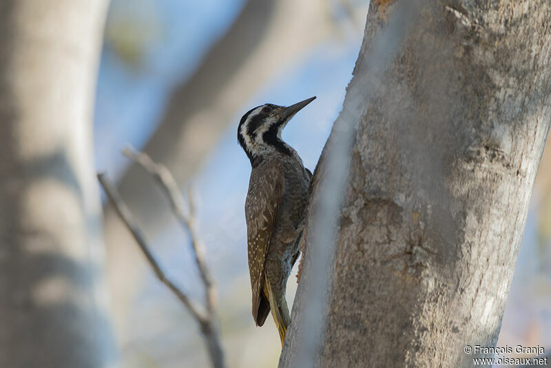 Bearded Woodpecker