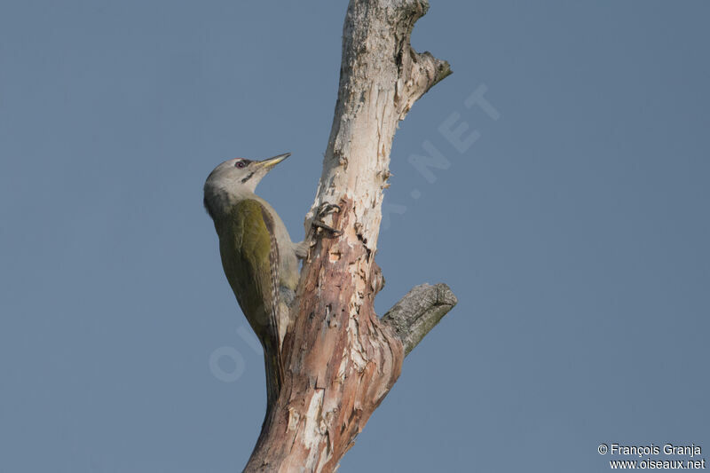 Grey-headed Woodpecker