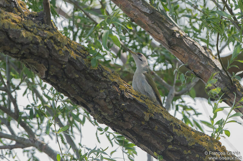 Grey-headed Woodpecker