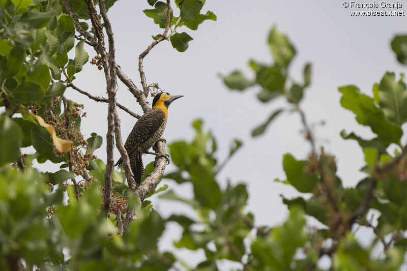 Campo Flicker