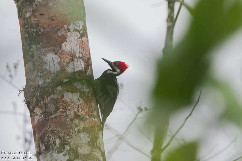 Guayaquil Woodpecker female adult