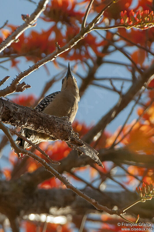 Hoffmann's Woodpeckeradult