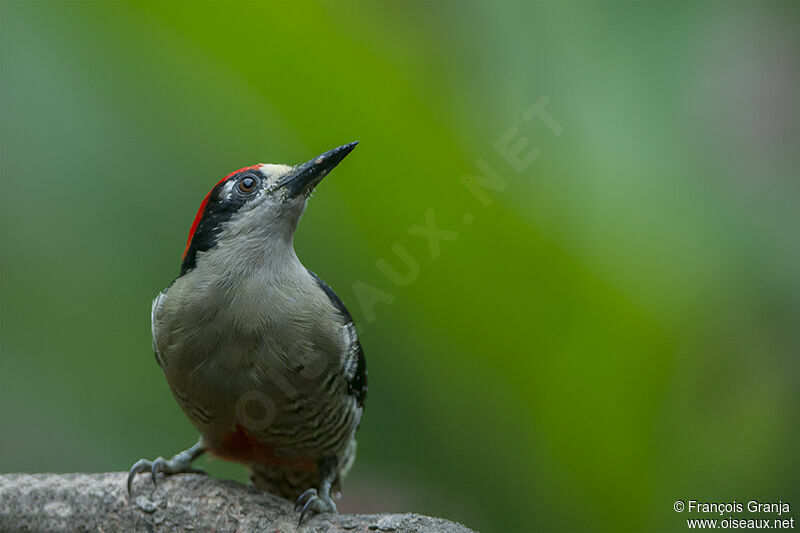 Black-cheeked Woodpeckeradult