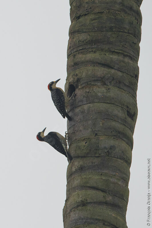 Black-cheeked Woodpecker