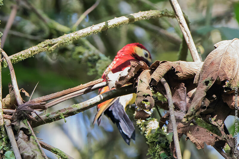 Crimson-mantled Woodpecker