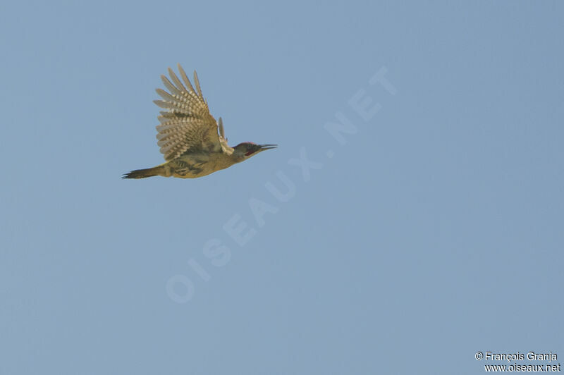 Iberian Green Woodpecker male