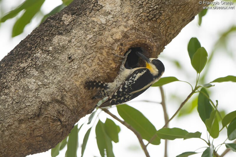 White-fronted Woodpecker