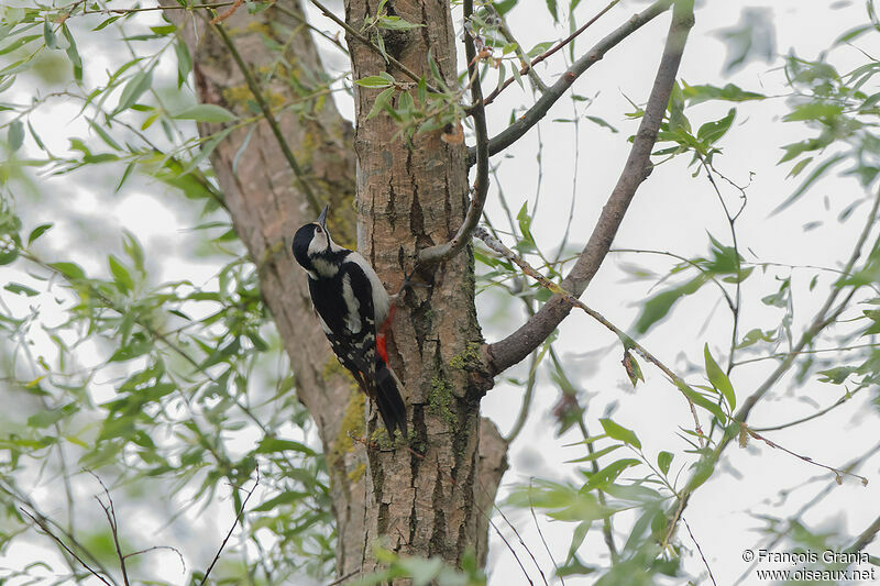 Great Spotted Woodpecker