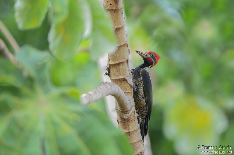 Lineated Woodpecker