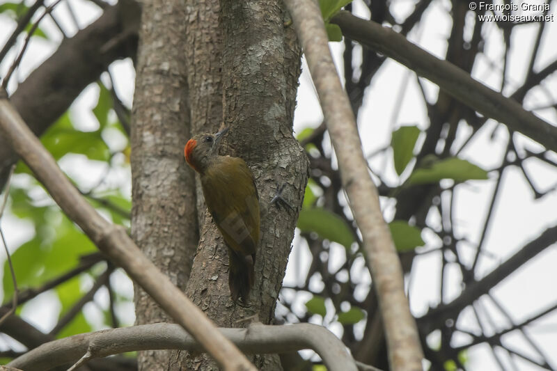 Pic passerin mâle