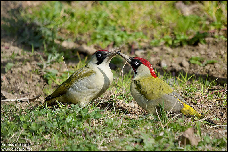 European Green Woodpeckeradult, Behaviour