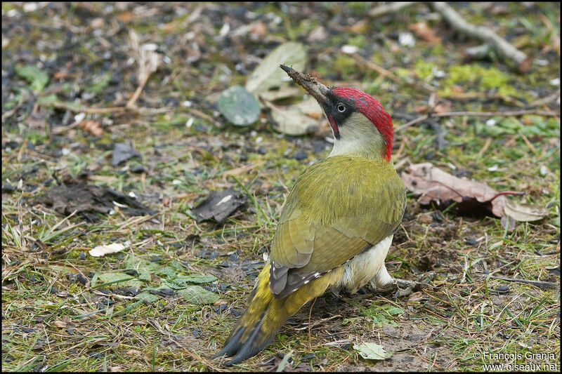 European Green Woodpecker male adult