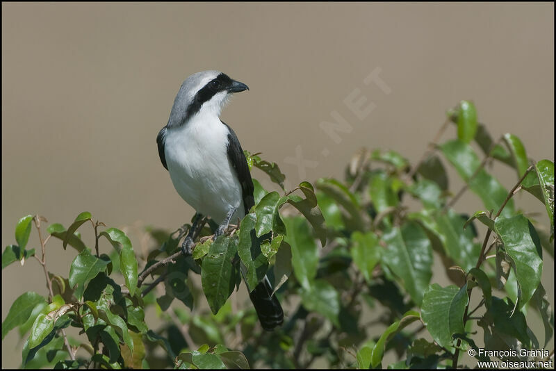 Grey-backed Fiscal