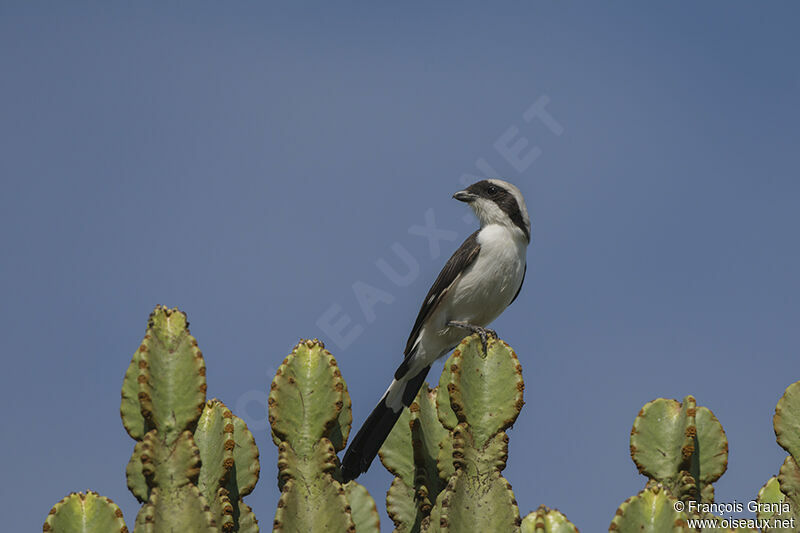 Grey-backed Fiscaladult