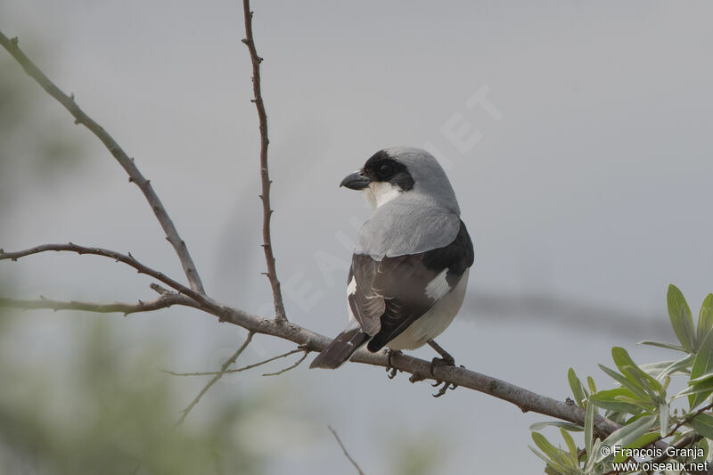 Lesser Grey Shrike