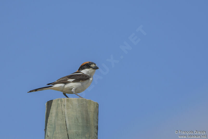 Woodchat Shrike male adult