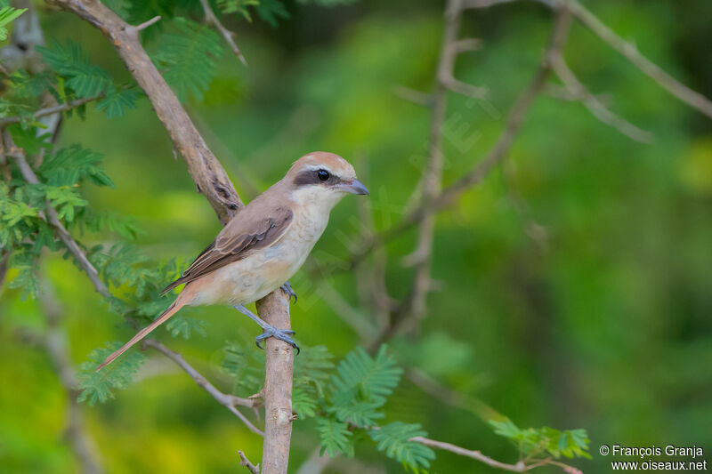 Brown Shrike