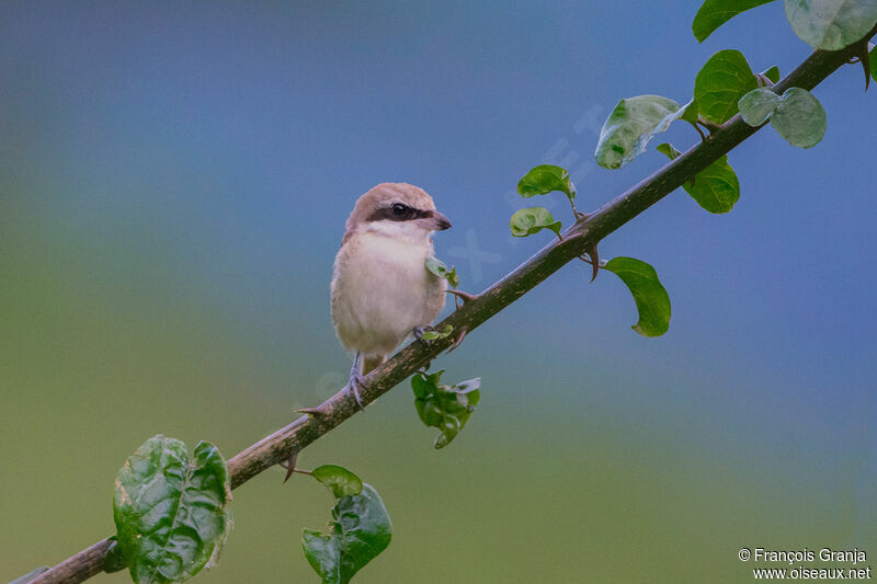 Brown Shrike