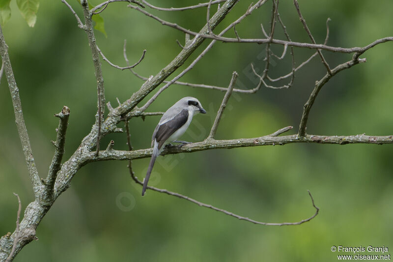 Mackinnon's Shrike