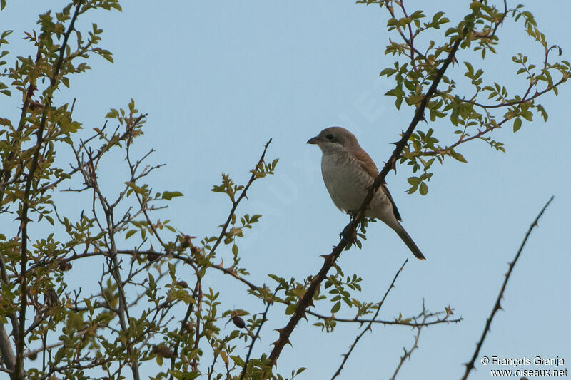 Red-backed Shrike female adult