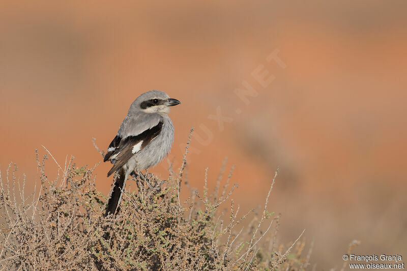 Great Grey Shrike