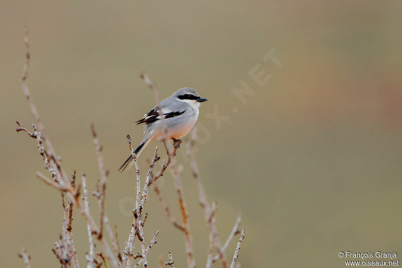 Great Grey Shrike