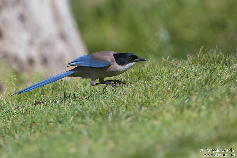 Iberian Magpieadult