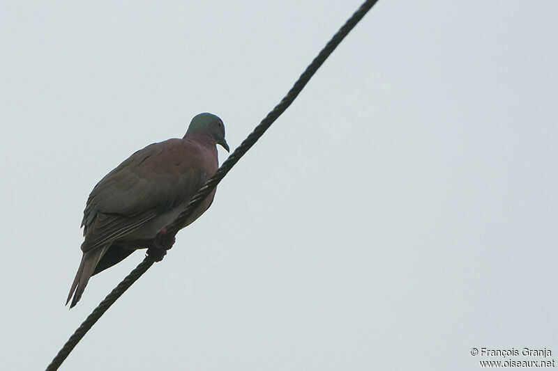 Pale-vented Pigeonadult