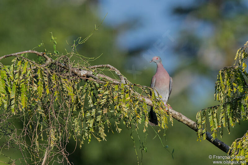 Pigeon rousset