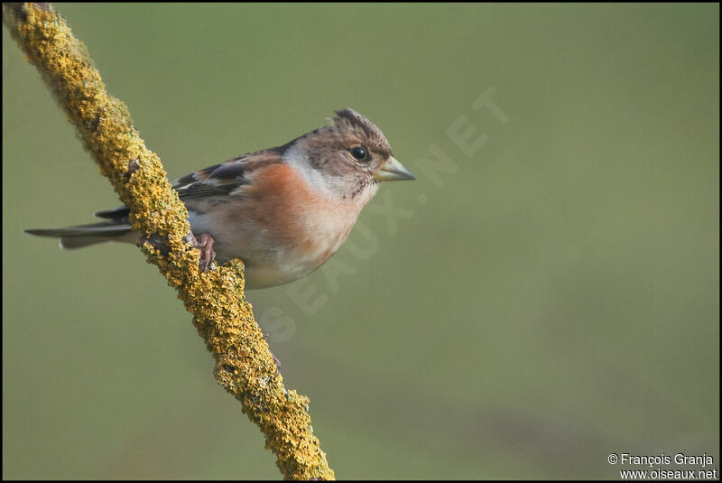 Brambling female adult