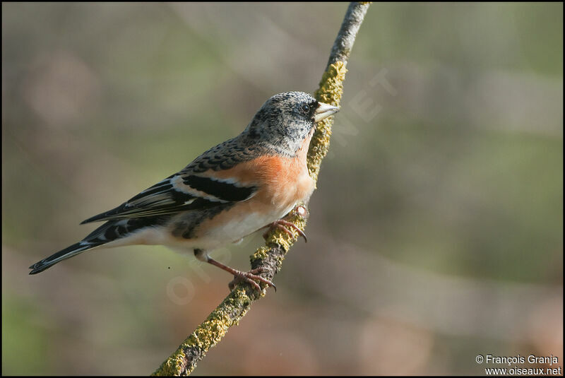 Brambling male adult