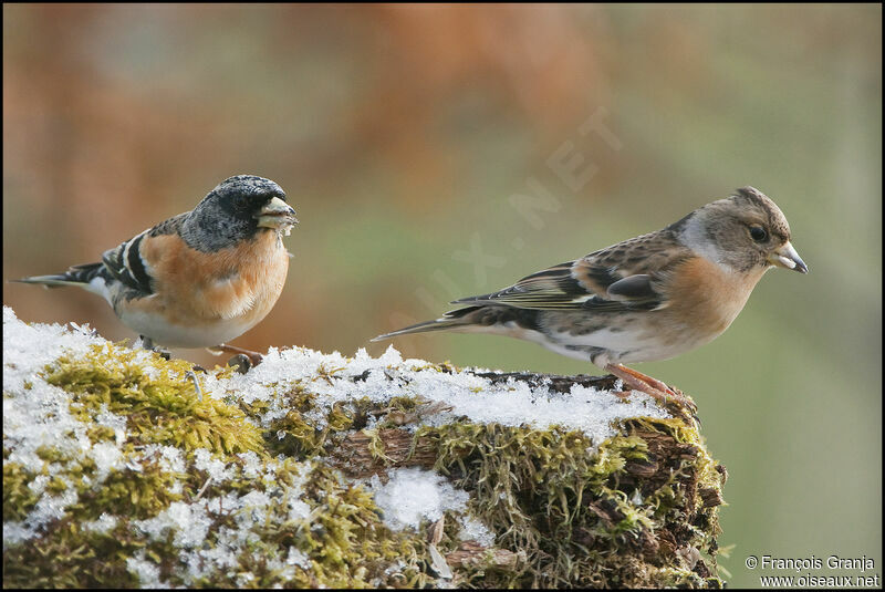 Brambling adult