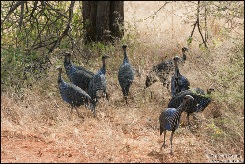 Vulturine Guineafowl