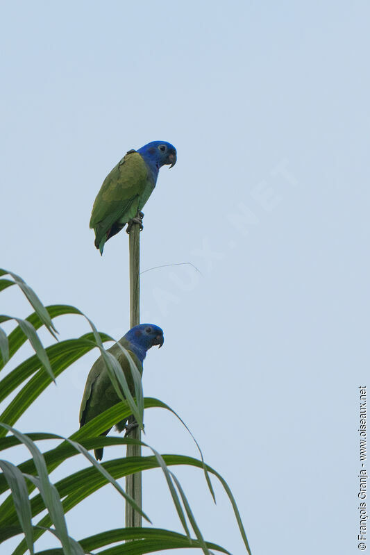 Blue-headed Parrot