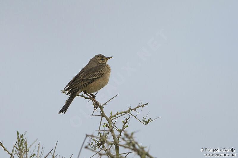 Plain-backed Pipitadult