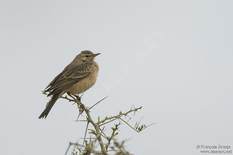 Plain-backed Pipitadult