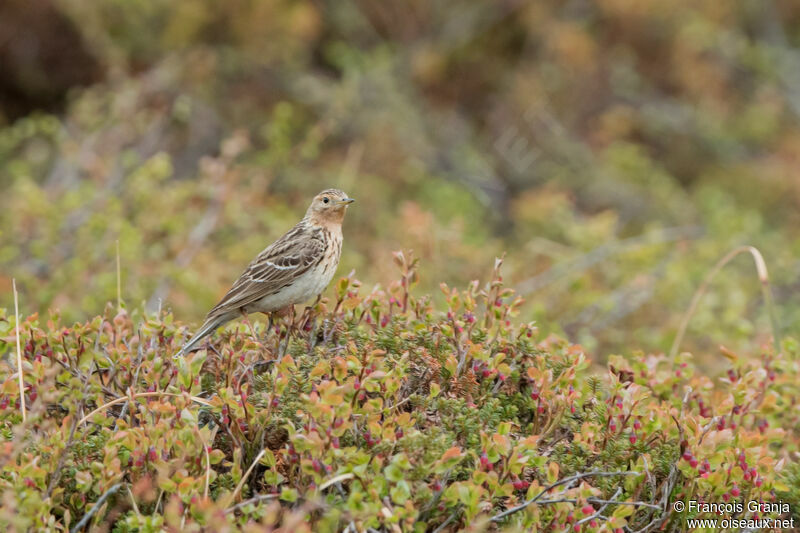 Red-throated Pipit