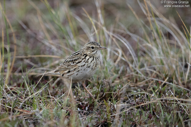 Correndera Pipit