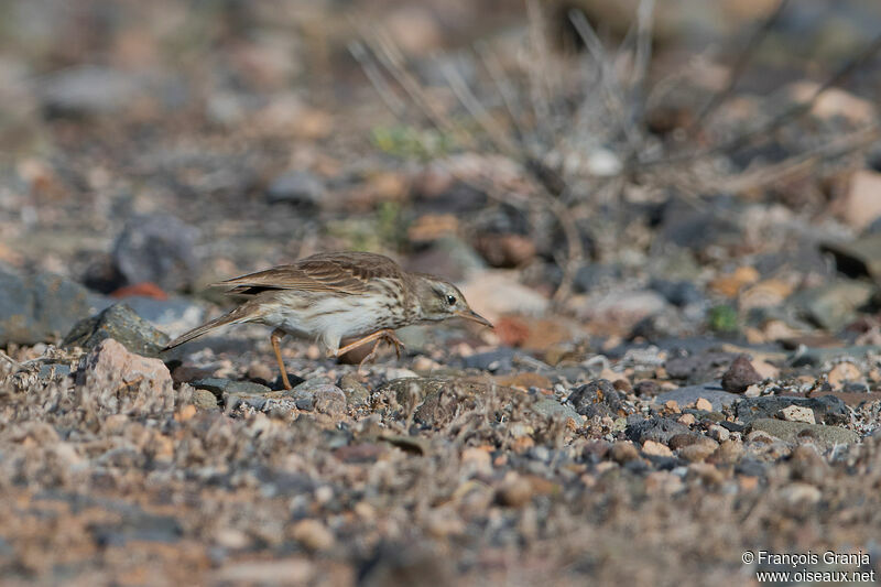 Pipit de Berthelot