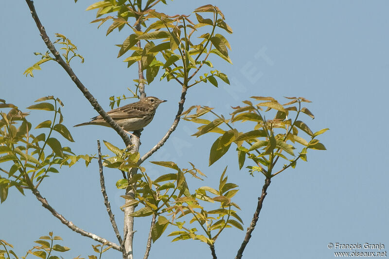 Tree Pipitadult