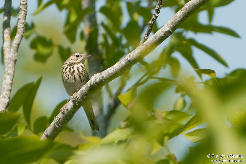 Tree Pipitadult