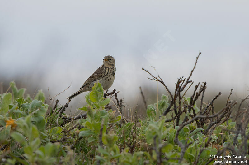 Pipit farlouse