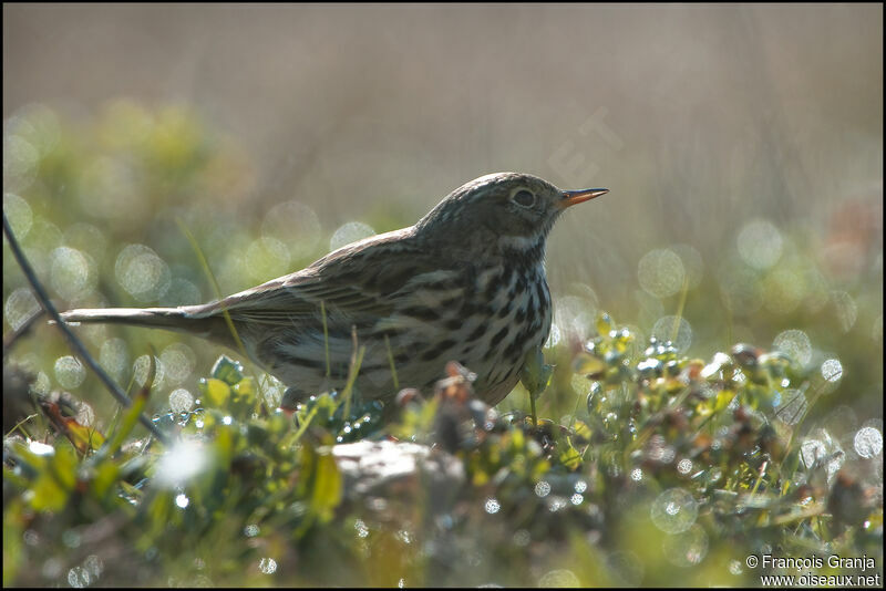 Pipit farlouseadulte