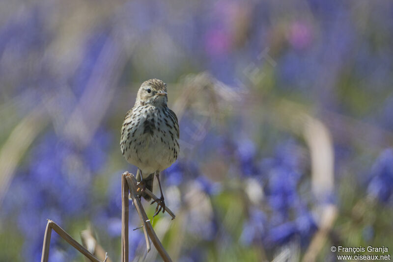 Pipit farlouseadulte