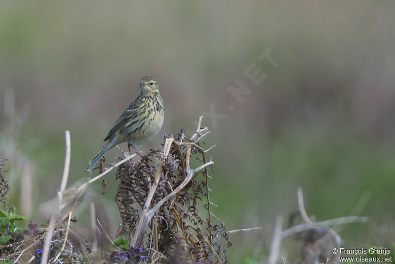 Pipit farlouseadulte