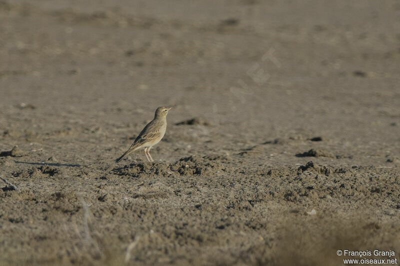 Tawny Pipit