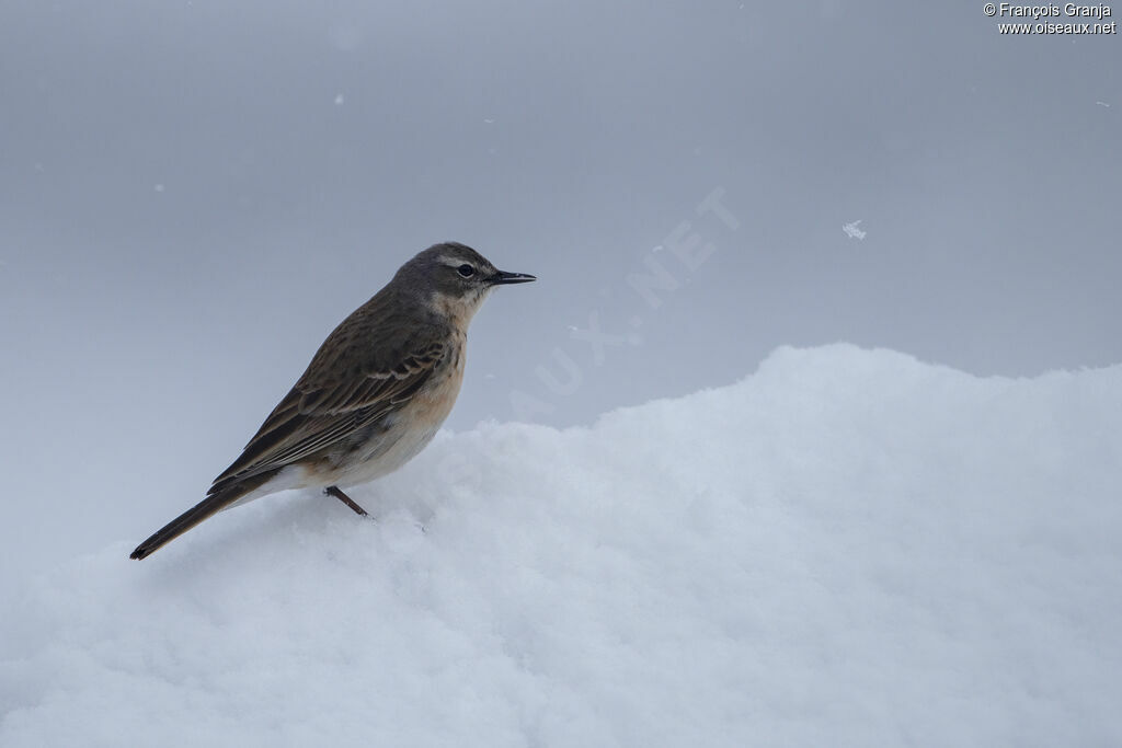 Water Pipit