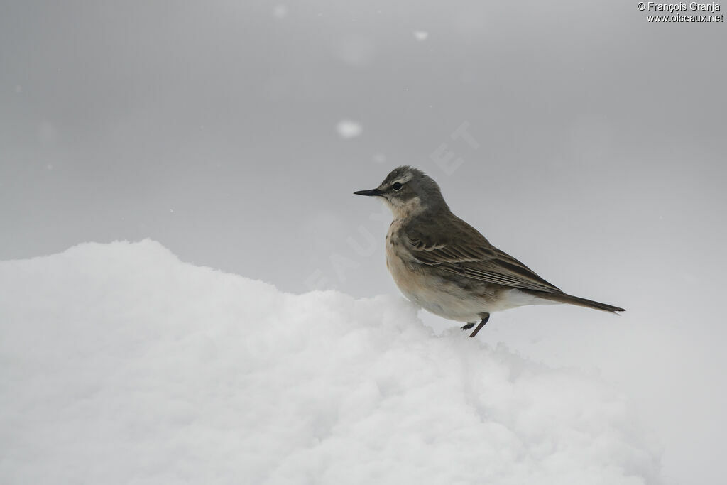 Pipit spioncelle